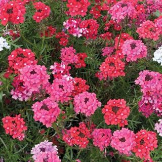Sweetheart Kisses Verbena Thumbnail